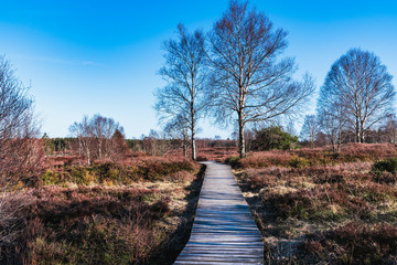 Der Weg zwischen der B&auml;ume