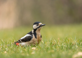 Buntspecht