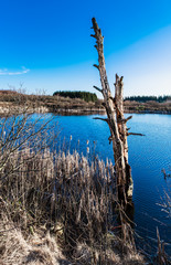 Toter Baum am See