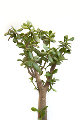 Potted houseplant in pot isolated on white background