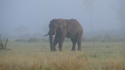 elephant grazing on a misty savannah