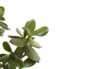 Tropical leaves isolated on white background. nature concept