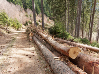 Picea abies | Troncs coupés d'épicéa commun ou billons en forêt-Noire dans le sud de l'Allemagne destiné au bois d'oeuvre