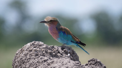 Lilac-breasted roller on a rock