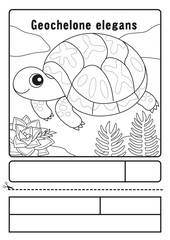 ホシガメ　ぬりえ　応募用紙