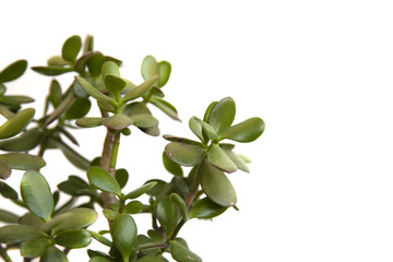 Tropical leaves isolated on white background. nature concept