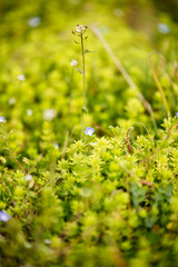Peach trees in spring