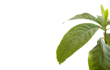 Obraz premium Tropical avocado leaves isolated on white background. nature concept