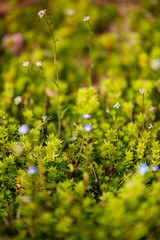 Peach trees in spring