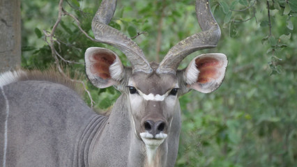 Close up from a Greater kudu male
