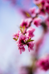 Peach trees in spring