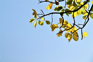 THE TREE WITH GREEN YELLOW AND ORANGE LEAVES WITH A BLUE SKY IN DEPTH FOCUS WITH SHARP FOCUS ON LEAVES BEST FOR BACKGROUND AND PRESENTATIONS.