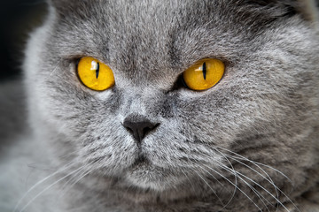 Close-up photo of a gray cat's head with yellow orange eyes on a blurred background. The concept of pets.