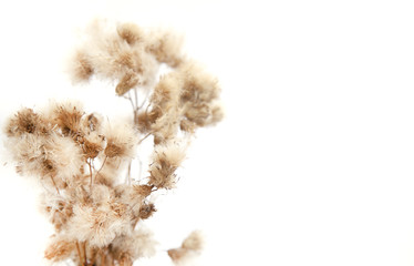 Bouquet of wilted flowers on a white background.