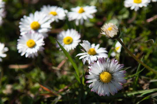 Beautiful daisy flower picture, also known as Bellis perennis in grass. Spring flowers in bloom. Selective focus.