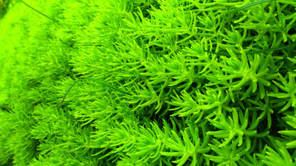 Closeup and crop green plants 