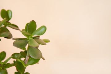 Tropical avocado leaves, on a pink background. nature concept
