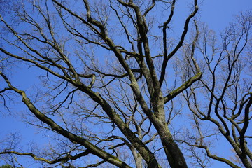 Knospende Eiche vor blauem Himmel