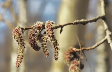 buds of willow