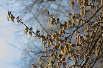 willow branches against blue sky