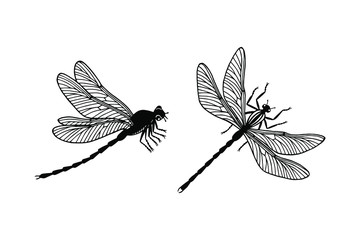 set of dragonfly insect. eps10 vector stock illustration. outline - obrazy, fototapety, plakaty