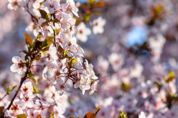 apple branch in pik blossom. beautiful nature background on a sunny day in spring. blurred background
