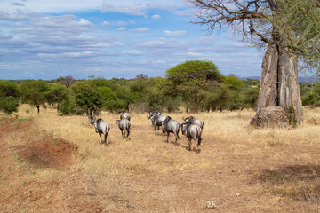 Herd of wildebeests walking in the savannah of Tarangire National Park, in Tanzania