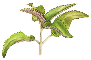 watercolor painted kalknkhoe flower isolated on white background, botanical realistic drawing. Healing home plant with green leaves. For design and print.