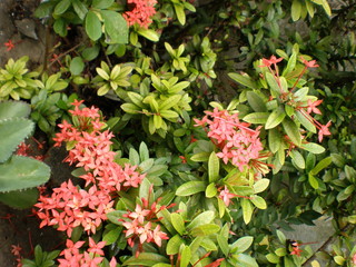 バンコクで見かけた赤い花。