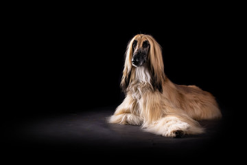 Afghan hound