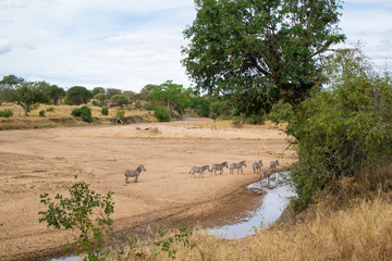 Fototapeta na wymiar Zebras drinking water in a small river on the savannah of Tarangire National Park, in Tanzania