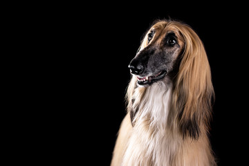 Afghan hound