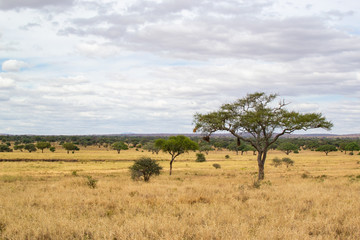 Fototapeta na wymiar Landscape of the yellow savannah of Tarangire National Park, in Tanzania, with an acacia on the right