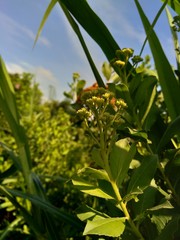 Obraz premium Pluchea indica (Indian camphorweed, Indian fleabane, Indian pluchea, Baccharis indica L) flower with natural background