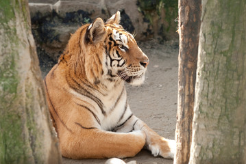 portrait d'un tigre au milieu des arbres