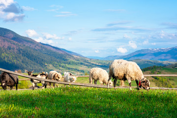 Obraz premium goat and sheep grazing on the alpine meadow. beautiful scenery with green grass on the hill, rural valley and distant ridge in evening light. wonderful sunny weather in springtime