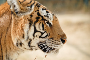 portrait d'un tigre sous le soleil d'été