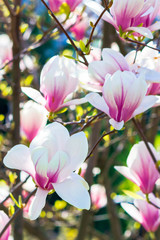 pink magnolia blossom background. beautiful nature scenery with delicate flowers in springtime