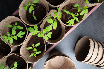 Natural peat pots for seedlings on a dark background .