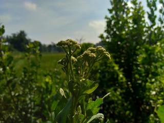 Pluchea indica (Indian camphorweed, Indian fleabane, Indian pluchea, Baccharis indica L) flower with natural background