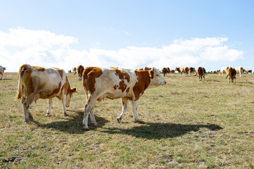 cows grazing on a farm on a farm on a hill