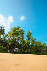 Fototapeta na wymiar Beach on tropical island with coconut palm trees and clean sand at sunny summer day