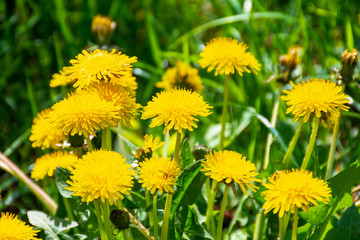 yellow dandelions in the grass. beautiful nature background. view from above