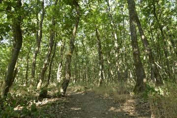 Traumschleife Mittelalterpfad