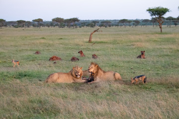 Naklejka na ściany i meble lions, jackals and hyenas at a wildebeest kill