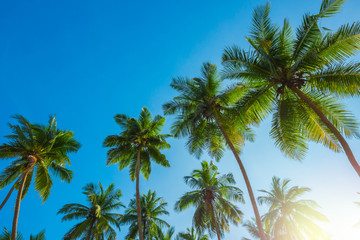 Fototapeta na wymiar Tropical coconut palm trees at sunny day with blue sky