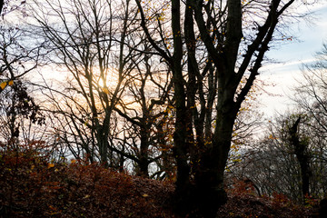 sunset among the branches of a dry tree