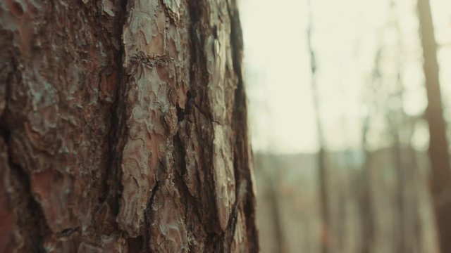 Close up bark of brown wood tree in forest environment landscape textured detail park dark branch sunshine grung beautiful light close up slow motion