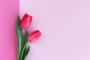 Obraz premium Tender red pink tulips on pastel pink background. Greeting card for Mother's day.