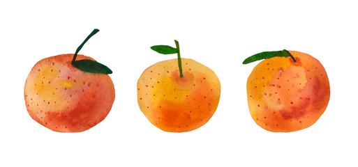 Watercolor hand painted peach   collection. Stock illustration. Fruit illustration.